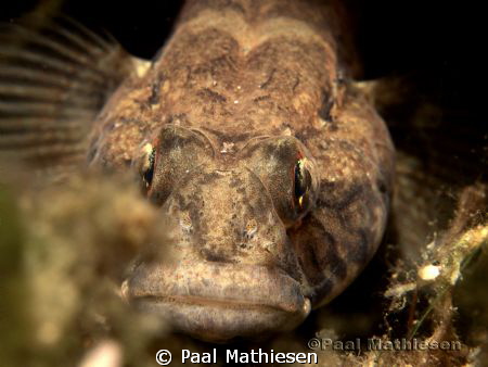 Sand goby by Paal Mathiesen 