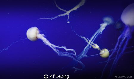Jelly fish in Singapore Aquarium by Kf Leong 