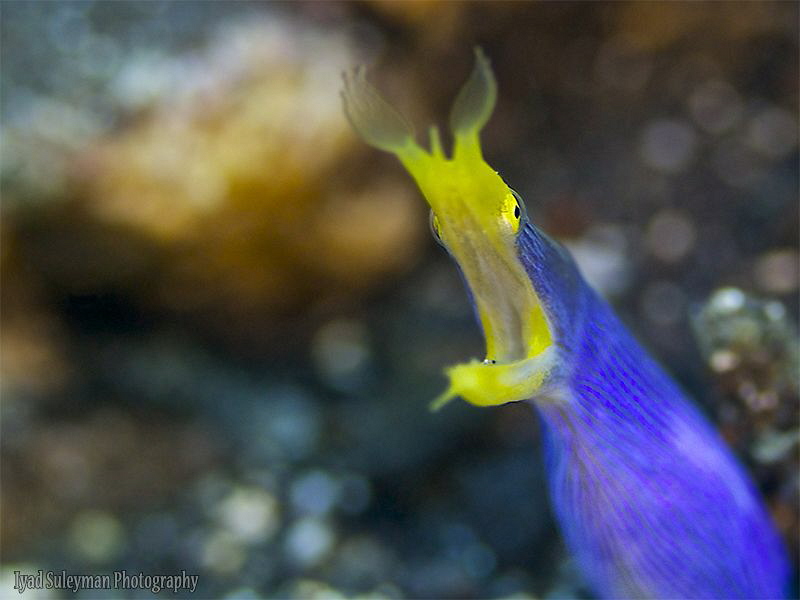 Ribbon in ambient light  
I spotted this eel at the end ... by Iyad Suleyman 