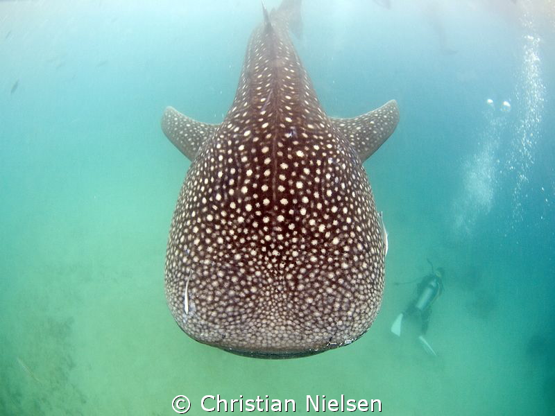 Guess the diver wished he had eyes in his neck. Wonder wh... by Christian Nielsen 