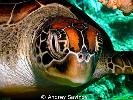 Turtle! by Andrey Savinov 