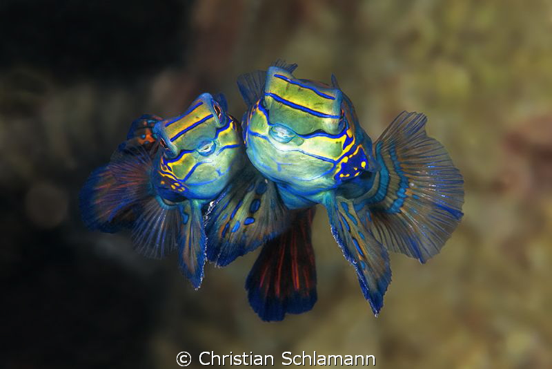 Kiss me - two Mandarinfishes in underwater love by Christian Schlamann 