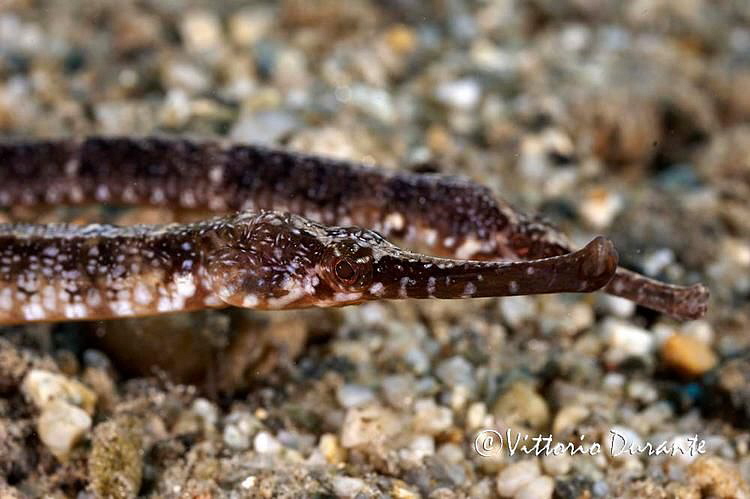 A couple of pipefishes by Vittorio Durante 
