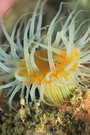 White-tentacled anemone (Actinothoe albocincta) close-up by Daniel Poloha 
