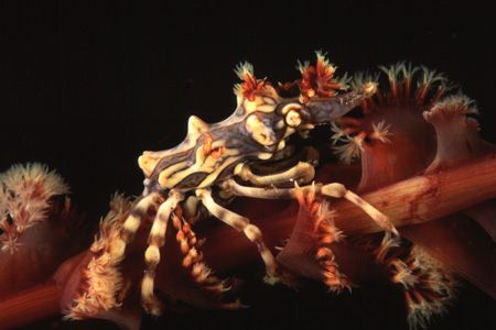 That crab usually stays on black coral... nice to find it... by Pablo Pianta 