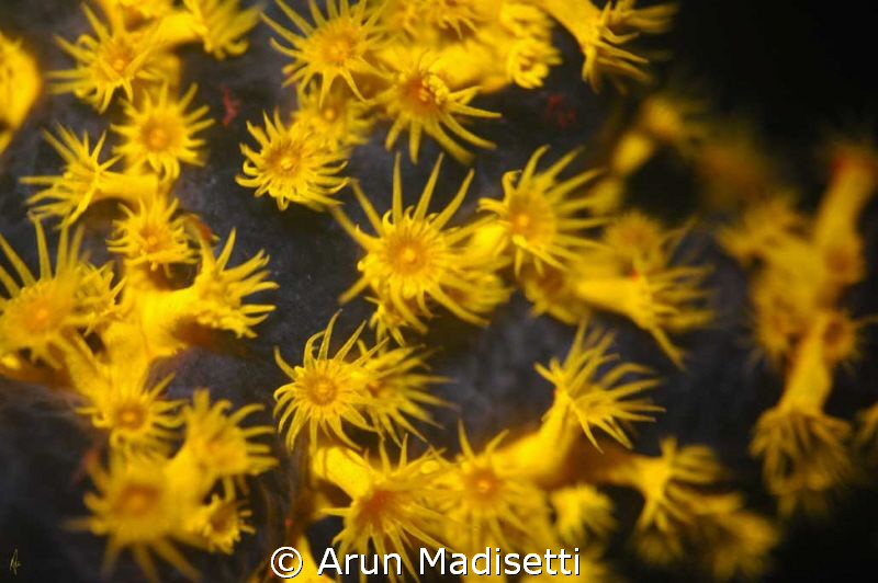 Golden zoanthids under fluorescence - next time a tripod. by Arun Madisetti 