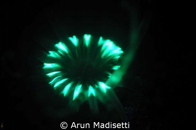 Cerianthus - nocturnal tube dwelling anemone under fluore... by Arun Madisetti 