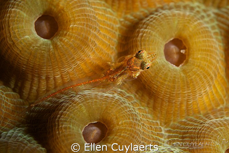 Triple fin blenny luring on star coral by Ellen Cuylaerts 