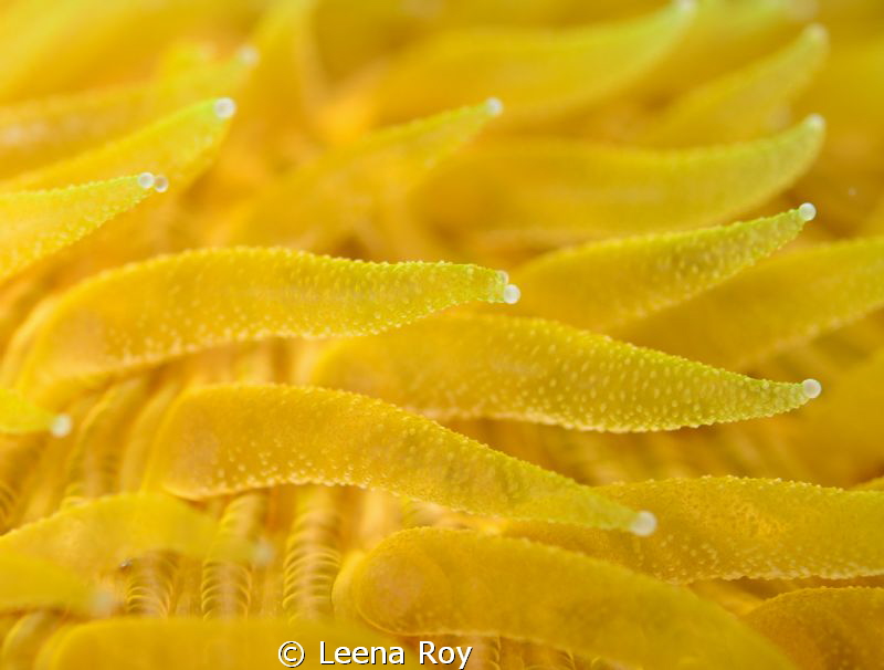 Fluorescent coral by Leena Roy 