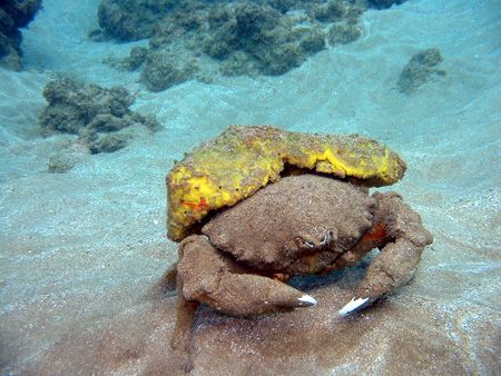 A sponge crab walking his way across the ocean floor. Wai... by Lisa Lappe 