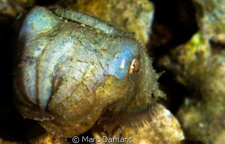 This Cuttlefish was so cute that we had to take a picture! by Marc Damant 