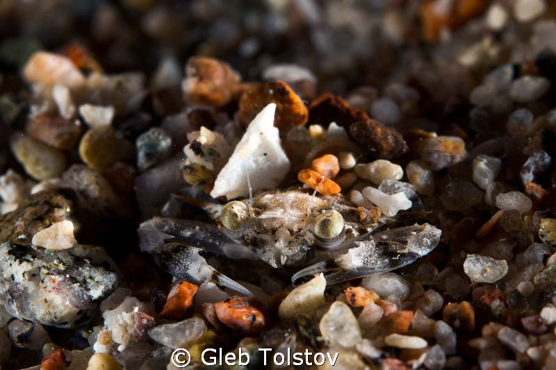 The sand crab by Gleb Tolstov 
