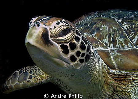 Turtle portrait by Andre Philip 