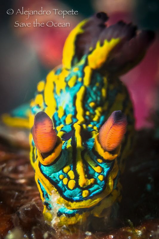 Amazing Nudibranch, Puerto Vallarta Mexico by Alejandro Topete 