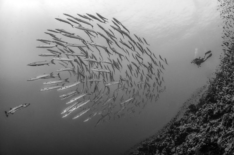 Barracuda school with one Great Barracuda interacting wit... by Paul Colley 