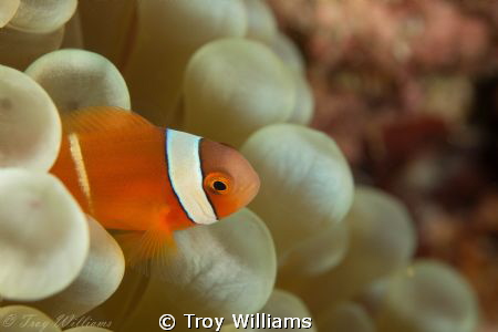 juvenile anemone fish @ cape maeda, okinawa by Troy Williams 