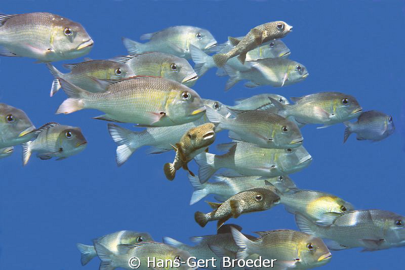 White snapper and porcupinefish
Traffic
Bunaken,Sulawes... by Hans-Gert Broeder 