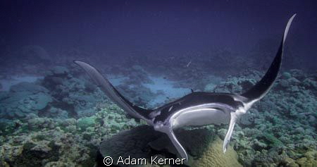 Terrific snorkel session with 3 mantas at a cleaning stat... by Adam Kerner 