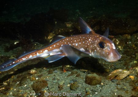 The Spotted Ratfish comes into shallow waters in the summ... by Marc Damant 