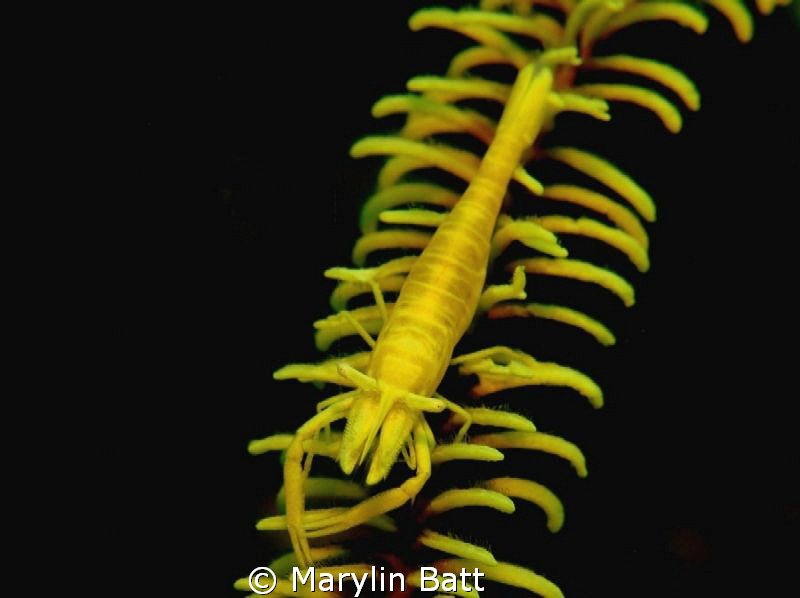 Beautiful Yellow Crinoid Shrimp, Anilao, Philippines by Marylin Batt 