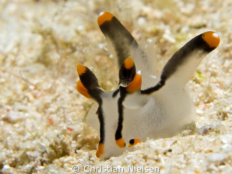 One of many nice nudibrancs found on Mabul :) by Christian Nielsen 