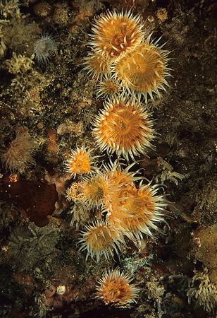 Sagartia Elegans anemones.
Isle of Lewis, Hebrides.
F90... by Mark Thomas 