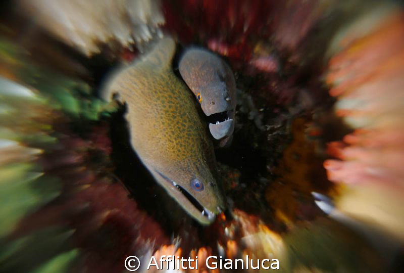 moray eels in contact by Afflitti Gianluca 
