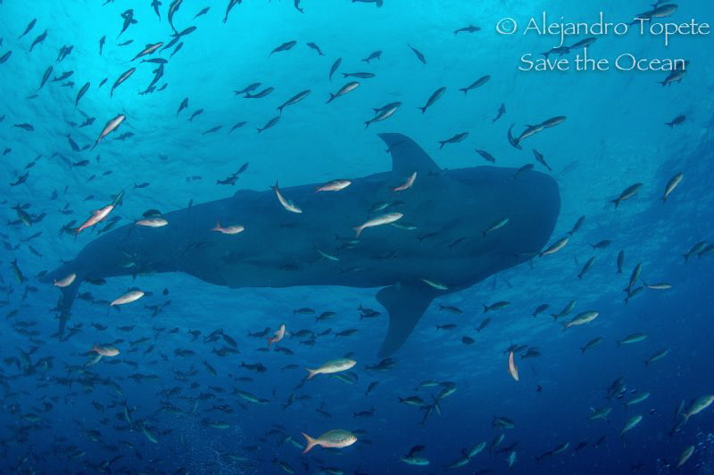 Great Whale Shark, Galapagos Ecuador by Alejandro Topete 