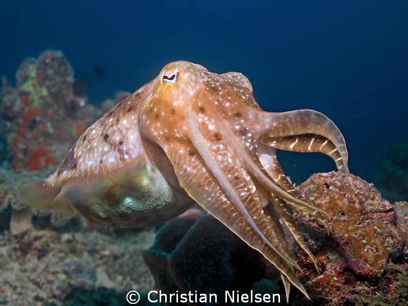 Friendly cuttlefish on the excellent housereef of Seavent... by Christian Nielsen 