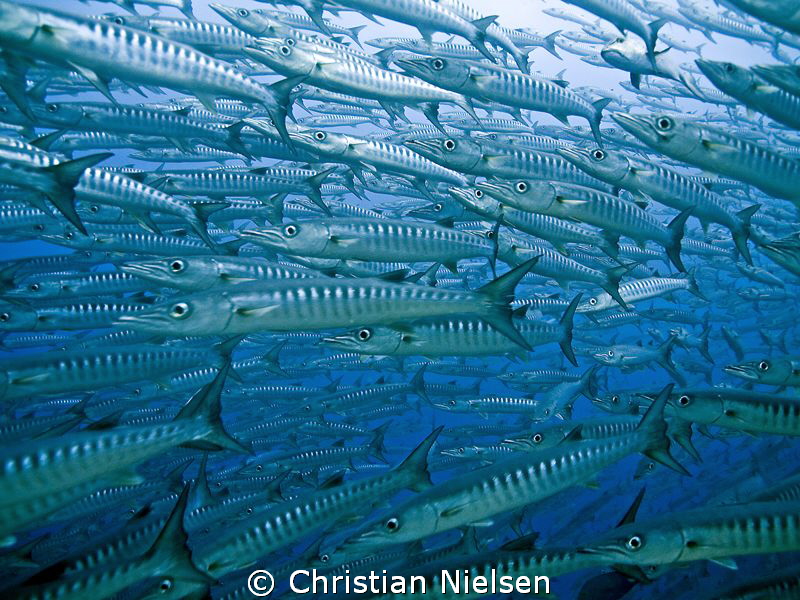 Barracuda Point on Sipadan lived up to its name. Amazing. by Christian Nielsen 