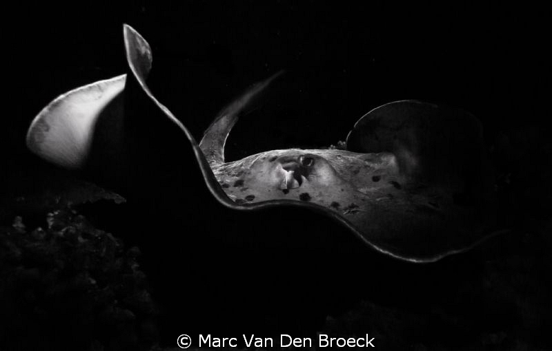 black and white ray by Marc Van Den Broeck 