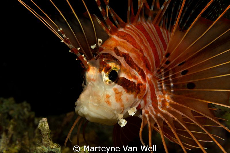 Lionfish close-up by Marteyne Van Well 