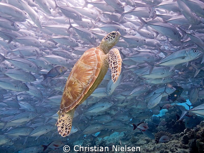 Where else, than Sipadan? Amazing diving :) by Christian Nielsen 