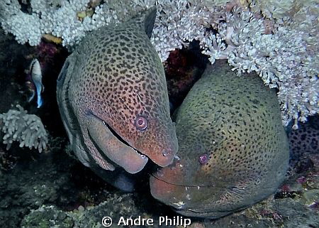 love whispering of giant morays... by Andre Philip 