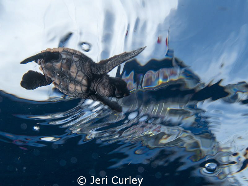 Captured during a sea turtle hatchling release. by Jeri Curley 