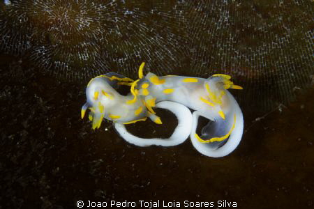 Polycera quadrilineata spawning on kelp. 
Shot with Cano... by Joao Pedro Tojal Loia Soares Silva 
