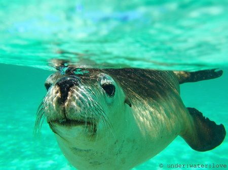 Australian Sea Lion, Jurien Bay Western Australia. Had an... by Rebecca Brooks 