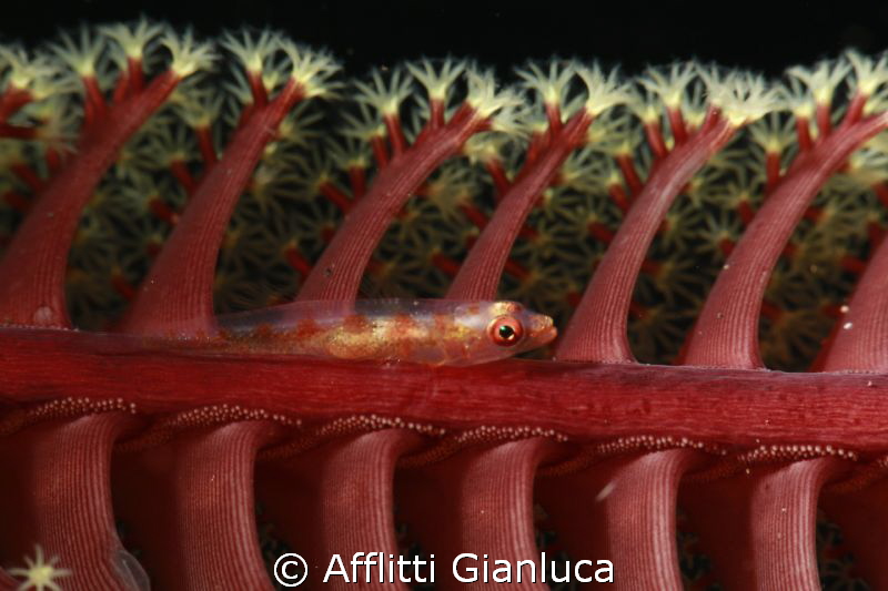 coral fish by Afflitti Gianluca 