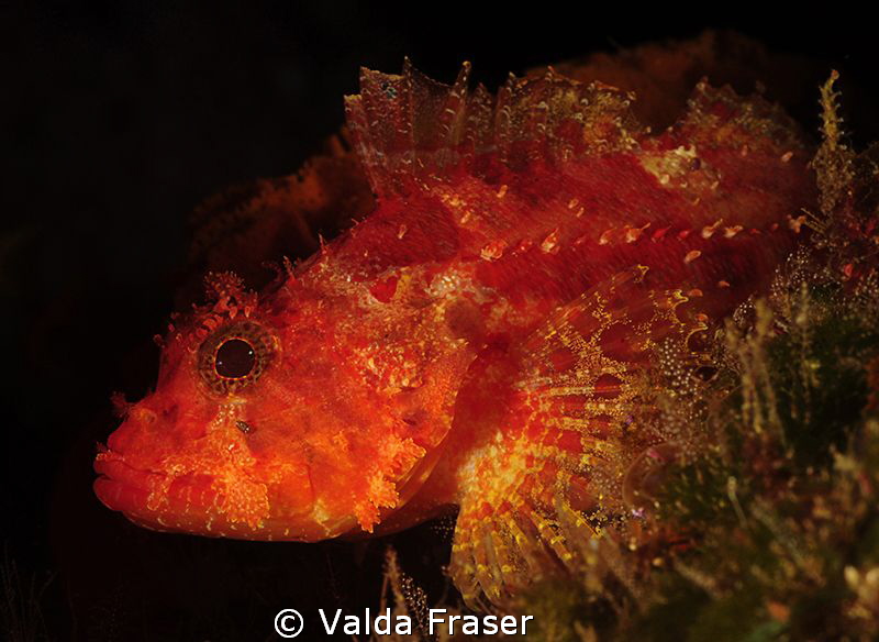 A scorpionfish. by Valda Fraser 