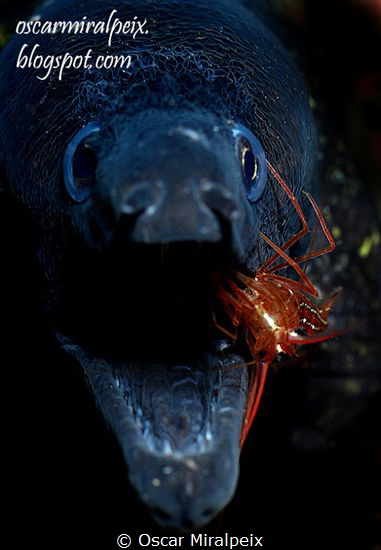 moray eel and cleaner shrimp by Oscar Miralpeix 