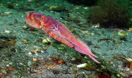Runaway Red Octopus! This lovely little Pacific Red Octop... by Marc Damant 