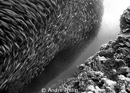 twister of sardines over the reef edge by Andre Philip 