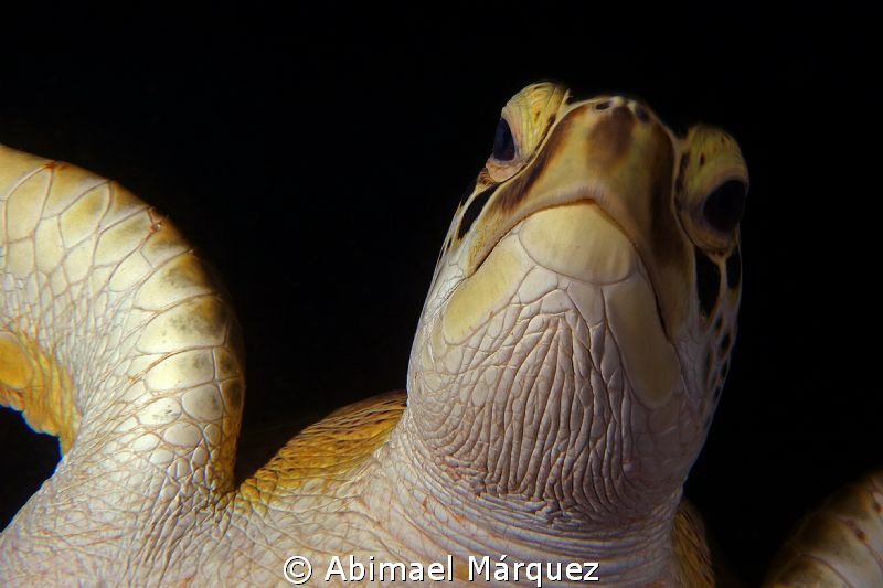 Sea Turtle, from another point of view. by Abimael Márquez 