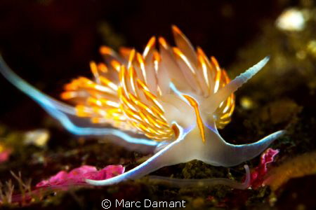 A tongue of flame! This Opalescent Nudibranch was just co... by Marc Damant 