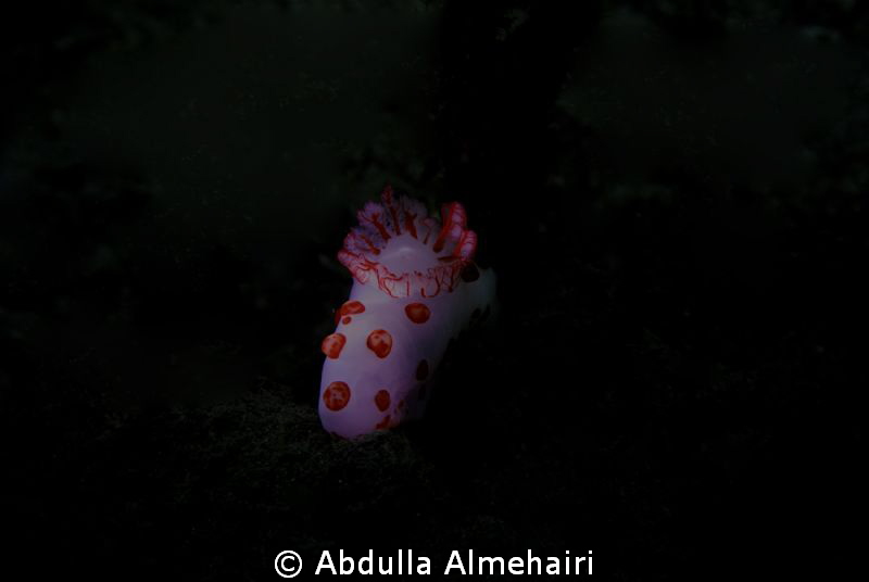 Nudi by Abdulla Almehairi 