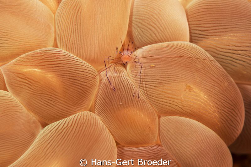 Coralsrimp in Bubble Coral
Bunaken,Sulawesi,Indonesia, B... by Hans-Gert Broeder 