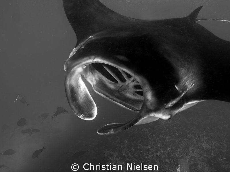Manta ray feeding in Manta Bay, Nusa Penida by Christian Nielsen 