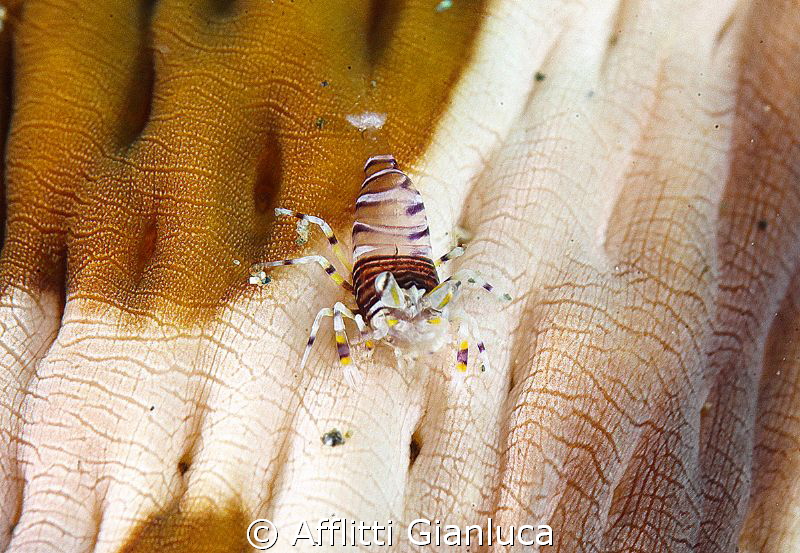 bumblebee shrimp by Afflitti Gianluca 