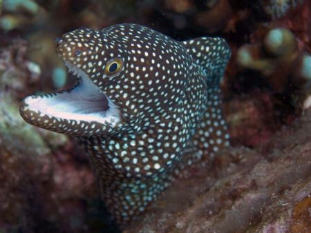 Whitemouth Moray looking for attention! Taken in Okinawa,... by Michael Easley 
