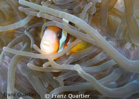 Clownfish hiding in an anemone
Nikon P7000 with 2 Ys-01 by Franz Quartier 